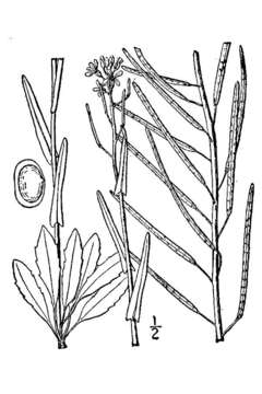 Слика од Boechera stricta (Graham) Al-Shehbaz