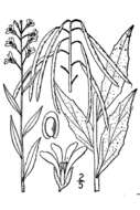 Sivun Boechera canadensis (L.) Al-Shehbaz kuva