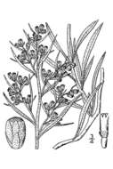 Artemisia cana Pursh resmi
