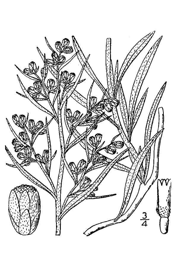 Artemisia cana Pursh resmi