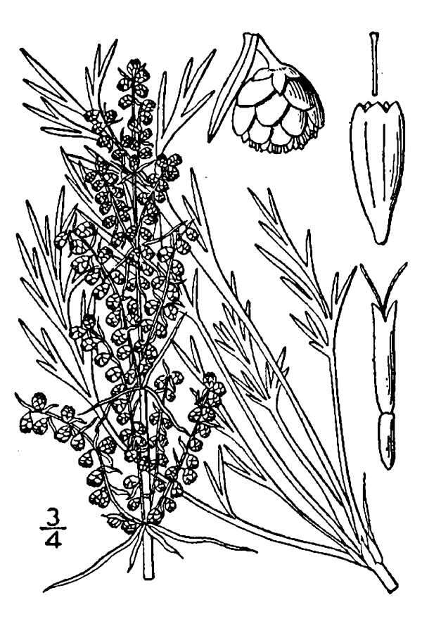 Artemisia campestris subsp. caudata (Michx.) H. M. Hall & Clem. resmi
