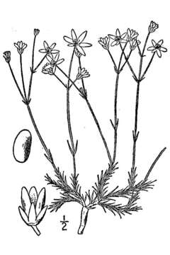 Plancia ëd Mononeuria caroliniana (Walter) Dillenb. & Rabeler