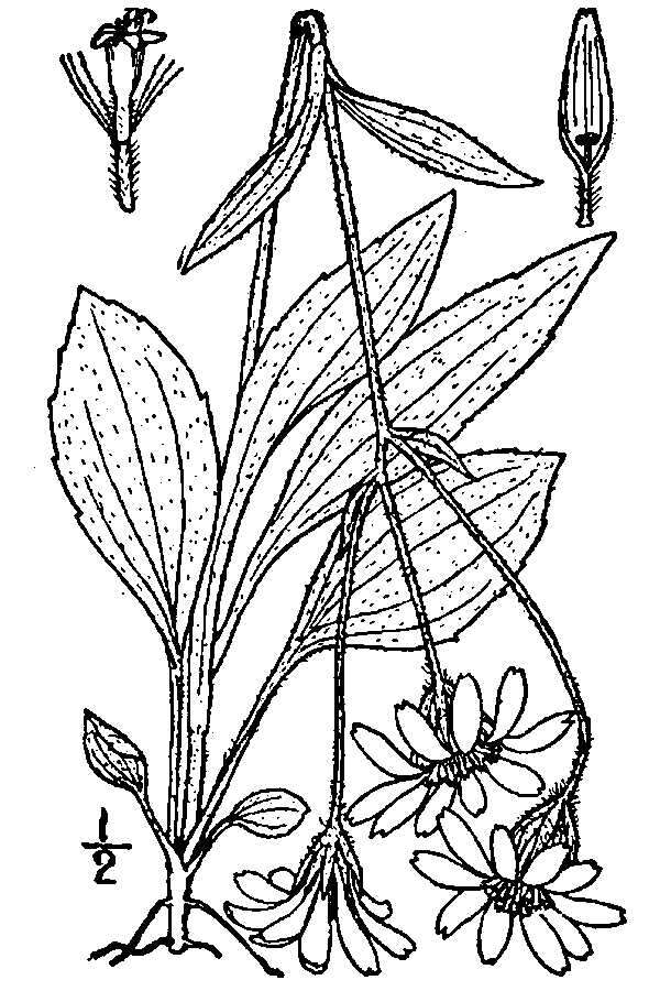 Image of longleaf arnica