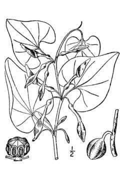 Image de Aristoloche clematite