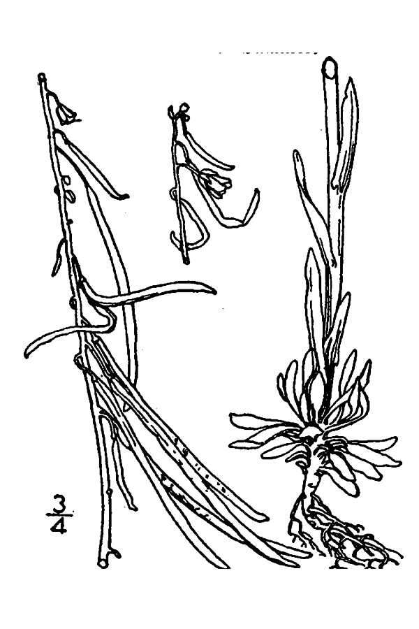 Sivun Boechera collinsii (Fernald) A. Löve & D. Löve kuva