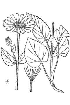 Image de Arnica cordifolia Hook.