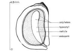 Image of manzanita