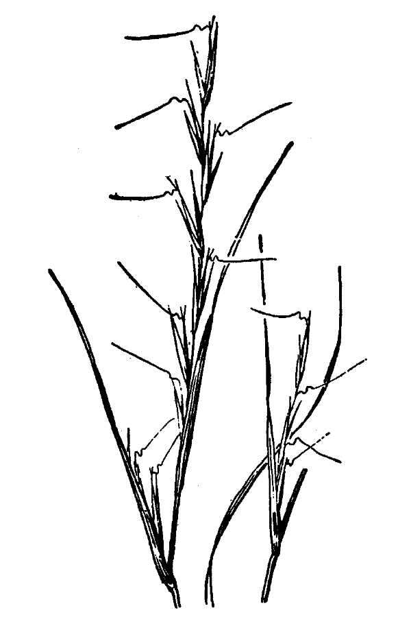 Plancia ëd Aristida curtissii (A. Gray) Nash