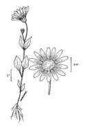 Arnica ovata Greene resmi