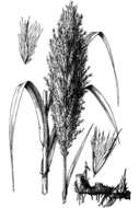 Image of giant reed