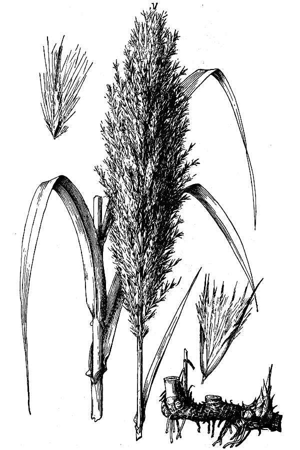 Image of giant reed