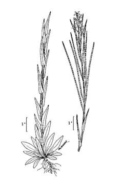 Слика од Boechera stricta (Graham) Al-Shehbaz