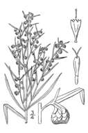 Image of tarragon