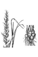 Image of tall oatgrass