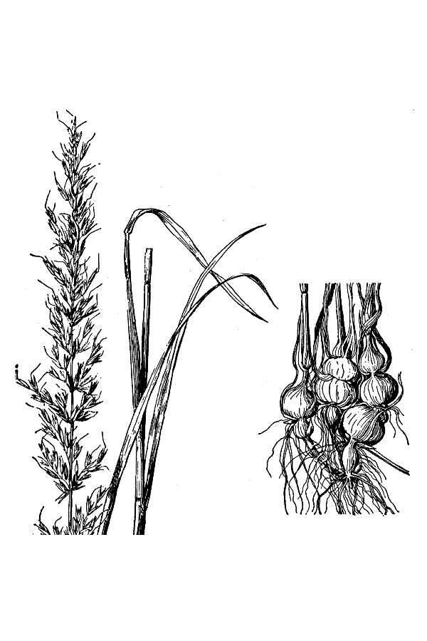 Plancia ëd Arrhenatherum elatius subsp. bulbosum (Willd.) Schübl. & G. Martens