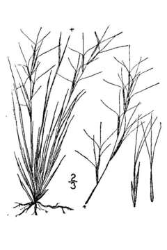 Слика од Aristida fendleriana Steud.