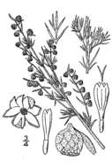 Слика од Artemisia frigida Willd.