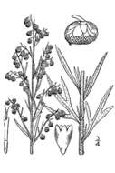 Image of tarragon