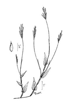 Image of small carpgrass