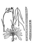 Sivun Boechera holboellii (Hornem.) A. Löve & D. Löve kuva