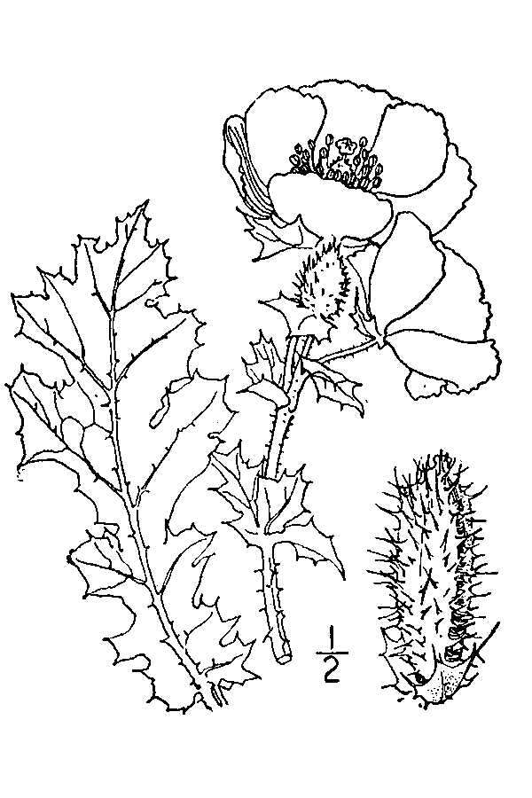 Image of crested pricklypoppy