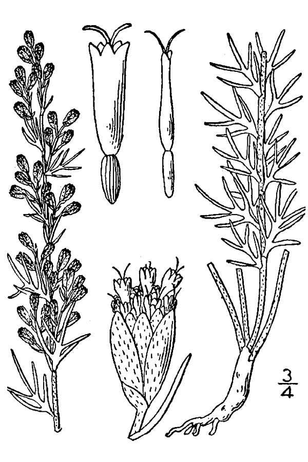 Artemisia carruthii Alph. Wood ex Carruth. resmi