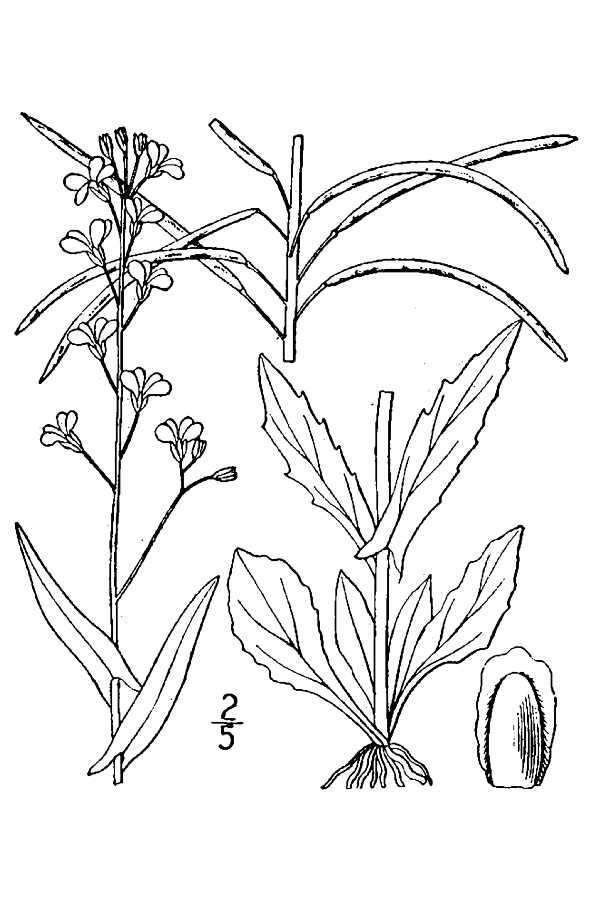 Sivun Boechera laevigata (Muhl. ex Willd.) Al-Shehbaz kuva