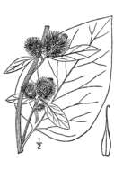 Image of greater burdock