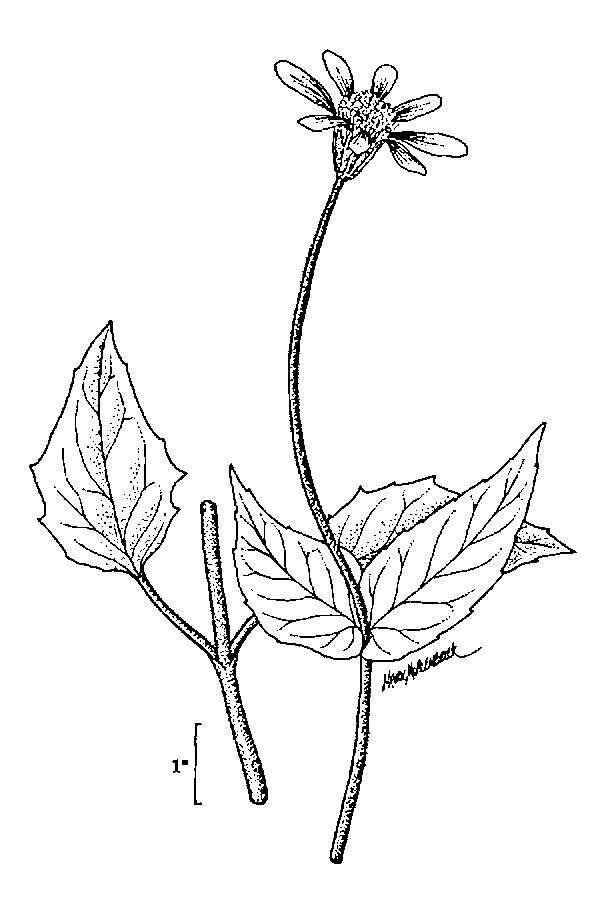 Image of broadleaf arnica