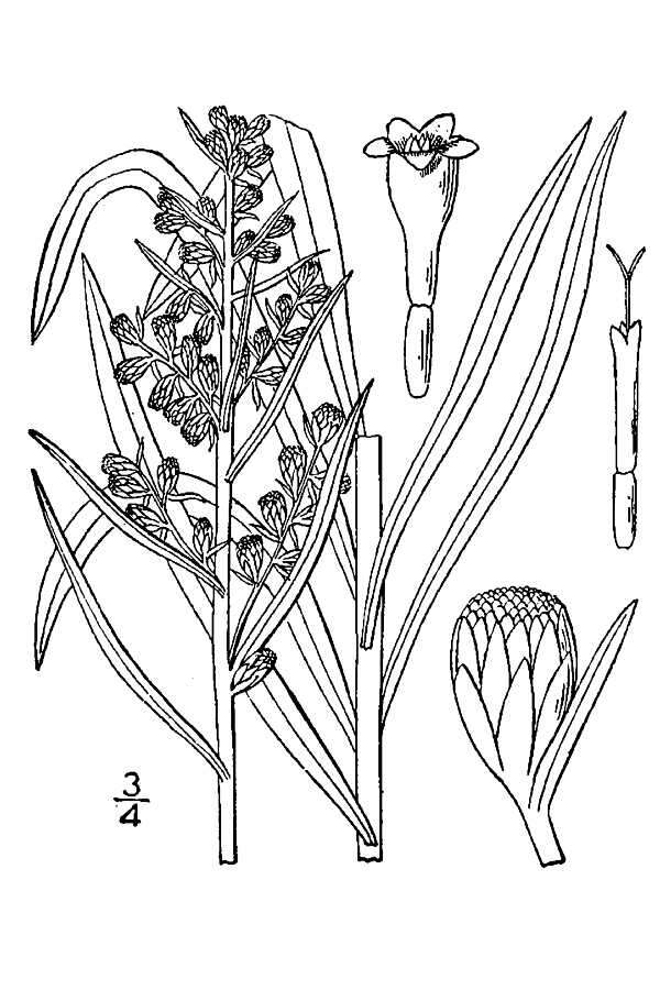 Artemisia longifolia Nutt. resmi