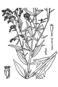 Artemisia ludoviciana Nutt. resmi