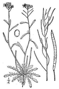 Image of lyrate rockcress