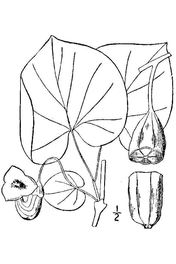 Image of Dutchman's pipe