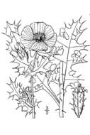 Image of Mexican pricklypoppy