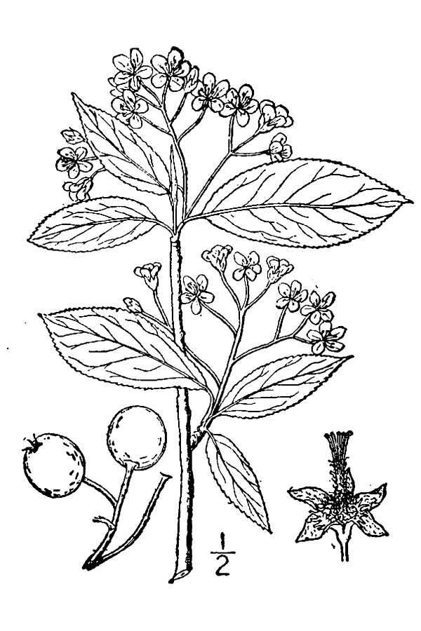 Plancia ëd Aronia melanocarpa (Michx.) Elliott