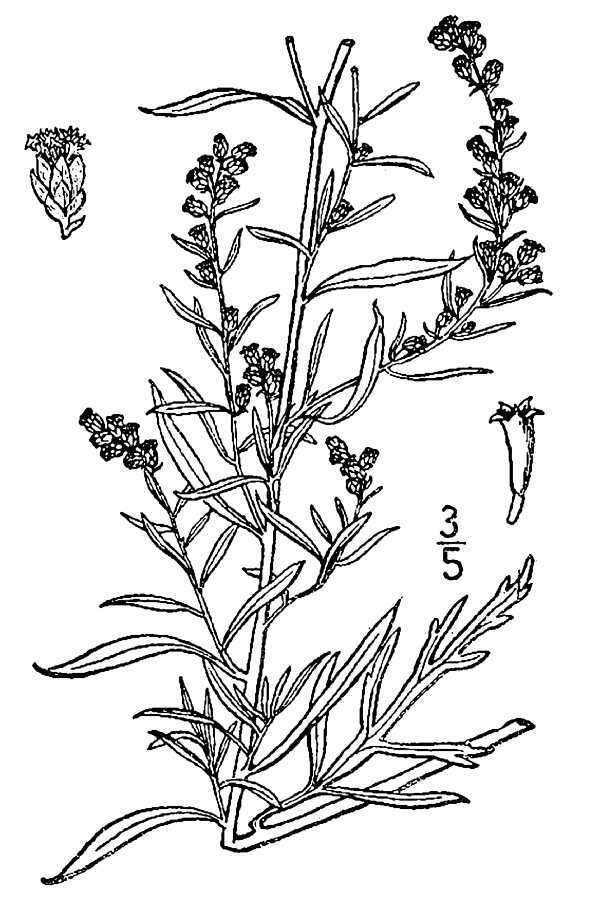 Imagem de Artemisia ludoviciana subsp. mexicana (Willd.) Keck