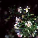 Imagem de Symphyotrichum lanceolatum (Willd.) G. L. Nesom subsp. lanceolatum var. lanceolatum
