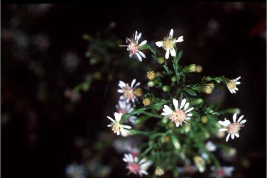 Image of white panicle aster