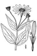 Image de Arnica mollis Hook.