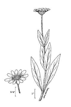 Image of hairy arnica