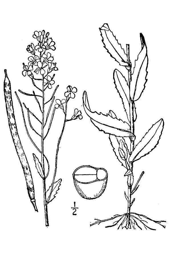 Image of spreading rockcress