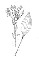 Arnoglossum plantagineum Rafin. resmi