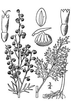 Image of Roman wormwood