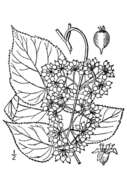 Image of American spikenard