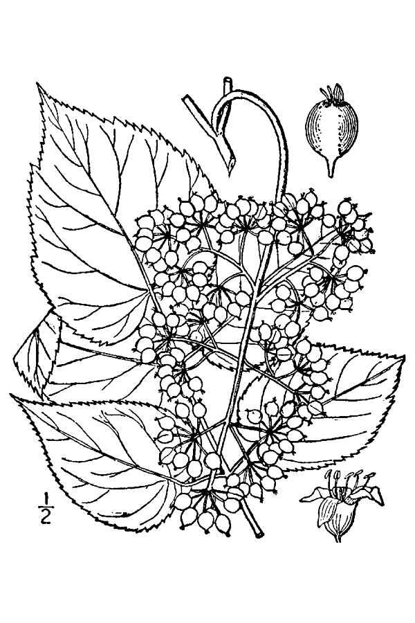 Image of American spikenard