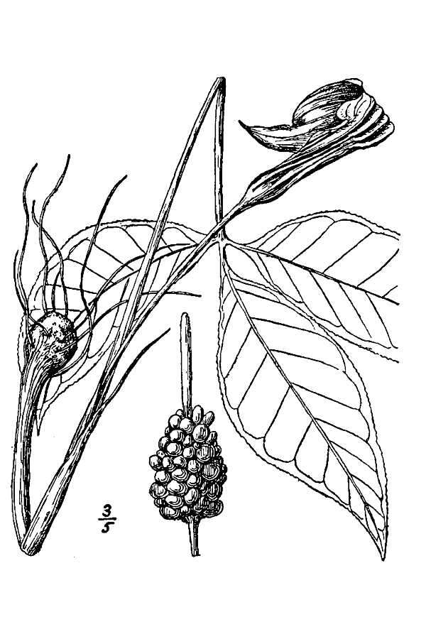 Image of Jack in the pulpit