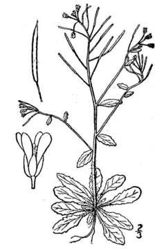 Image of Mouse-ear Cress