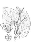 Image of woolly dutchman's pipe