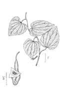 Image de Aristolochia tomentosa Sims