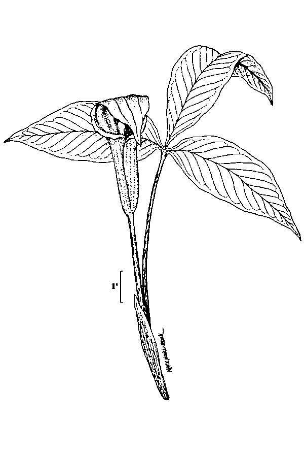 Image of Jack in the pulpit